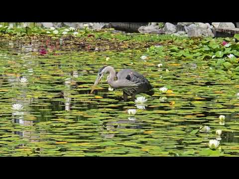Great Blue Heron hunting #birdwatching #bigbird 