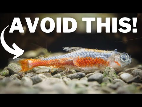 5 Reasons Fish DIE in Your Aquarium