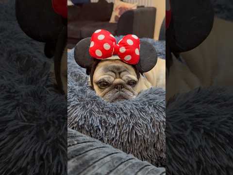 Cute as PUG! 🥰 #cutedog #puppydog #dogs #pug