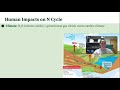 Exploring the Nitrogen Cycle