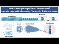 DNA Packaging and Chromatin Structure