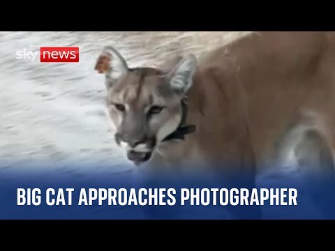 Photographer comes face-to-face with mountain lion in California