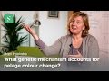 Agouti Gene Mutations and Evolution