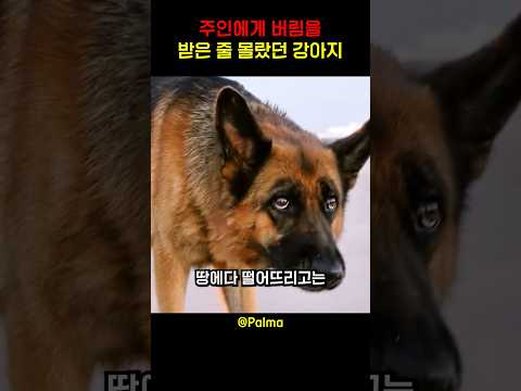 주인에게 버림을 받은 줄 몰랐던 강아지