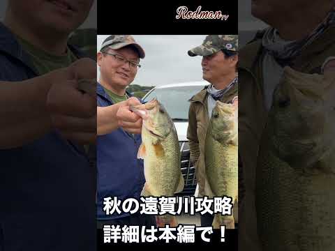 秋の遠賀川バスはバンクが大好き! #バス釣り#ロッドマン#遠賀川#ボート大会 #bassfishing