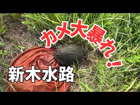 新木水路で予想外の釣果！へらぶなじゃなくてカメ！？大暴れからの爆走帰宅@yasube_himitsukichi 