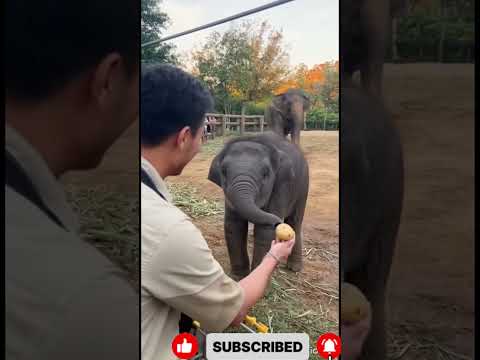 The Three Way Conversation Calf, Man, and Mom