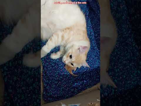 كراميلا و ابنها قطط كيوت قطط مضحكة قطط 🐈 funny cat vedios #shorts #cat