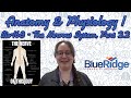 Understanding the Brain: Structure and Function