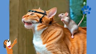 Animais engraçados - Cães e gatos engraçados - Binho e Mel #88