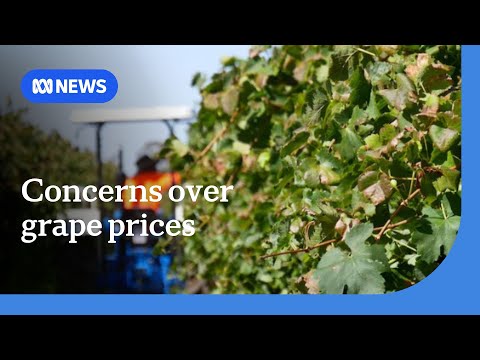 YouTube video thumbnail: White Wine Grape Oversupply 'Another Kick in the Guts' for Growers Already in Crisis