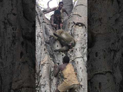 it's Amazing,,, 😍 how Hadzabe Hunt BABOON will Surprise you 🫢