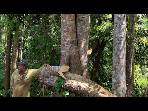 PROSES PENEBANG POHON BALAM BUAT RUMAH KAYU DI KOLAM