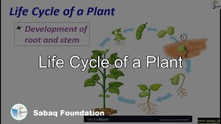 Life Cycle of a Plant