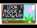 Understanding Flowers and Pollination