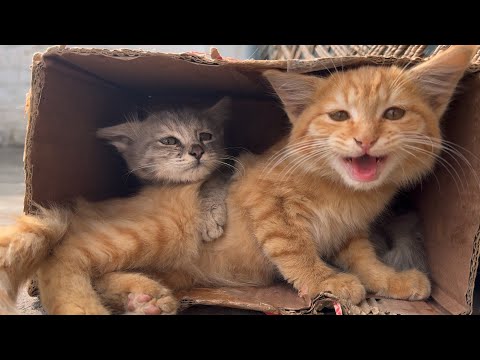 Funniest Cat Videos 🐈 Cute Kitten Nom Nom Sounds 😂