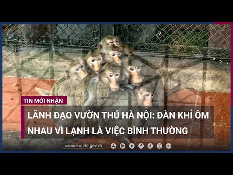 Đàn khỉ ôm nhau vì lạnh: Lãnh đạo Vườn thú Hà Nội cho là việc bình thường | VTC Now