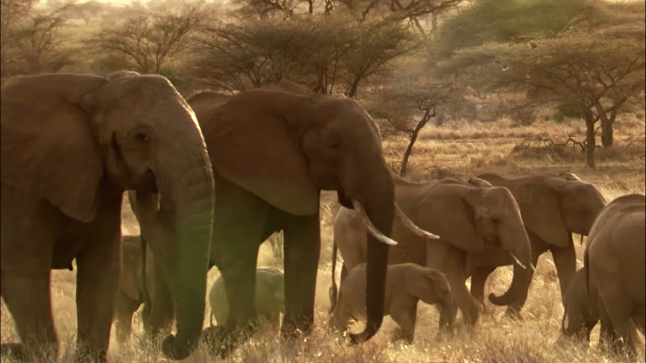 The Frontline of Elephant Protection This Wild Life BBC