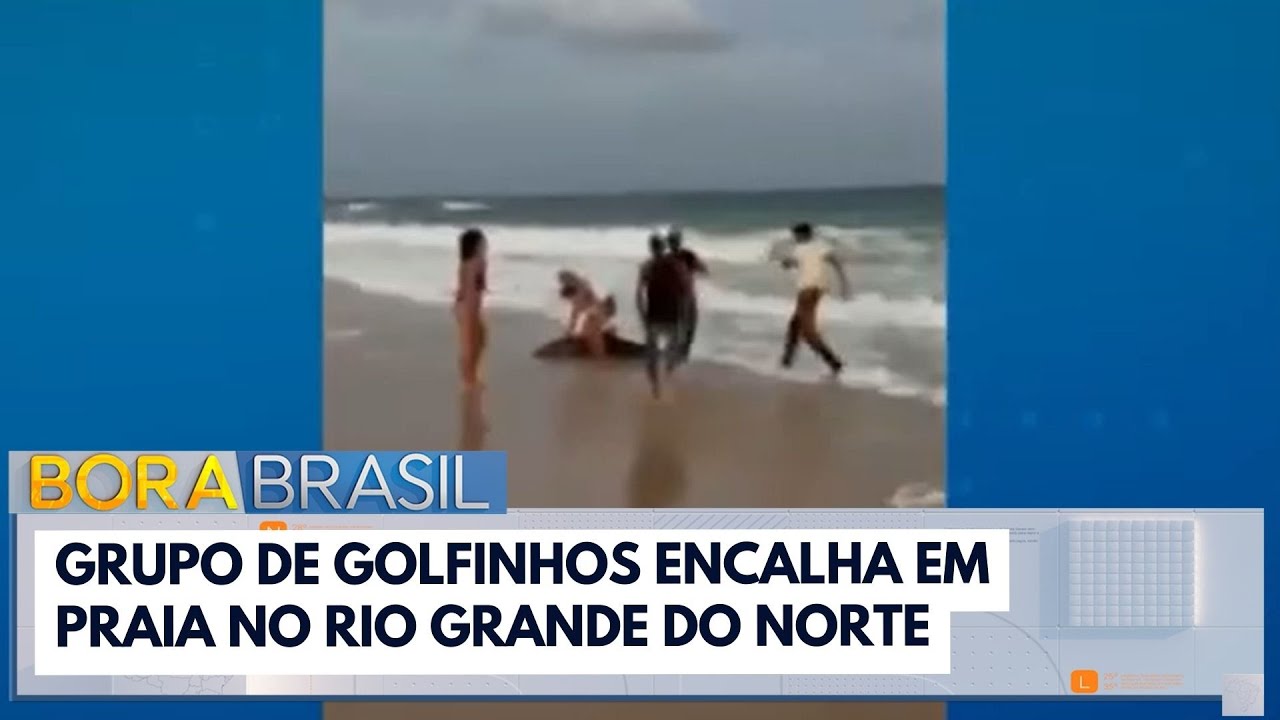 Grupo de golfinhos encalha em praia no RN