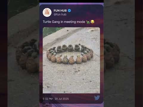 Cutest gang you’ll ever see! 😂 turtle funny video, baby turtles,animal meeting,turtle circle turtle