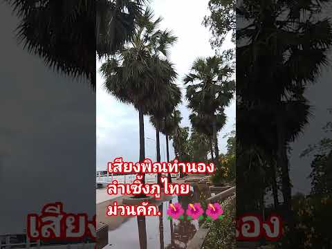 #เสียงพิณเป็นตาฟ้อนคักเด๊อ🌺🌺🌺