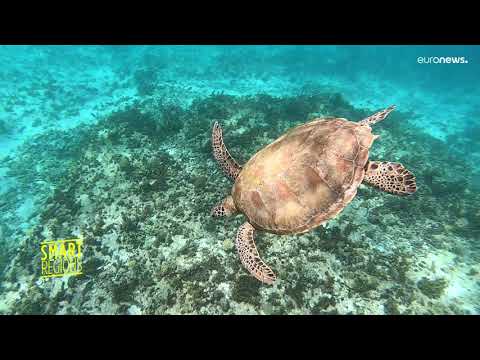 YouTube video thumbnail: Protecting the Ecosystem of Petite Terre in Guadeloupe