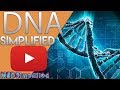 Exploring the Structure and Function of DNA