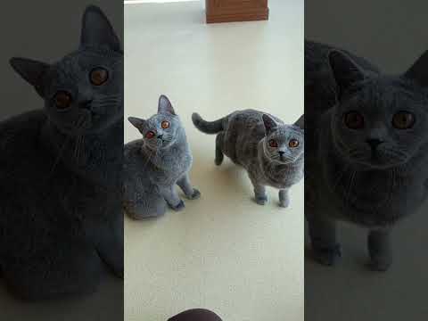 likes to be pampered #cat #cutecat#catlovers #catvideos #kucing #kucingbritishshorthair #kitten