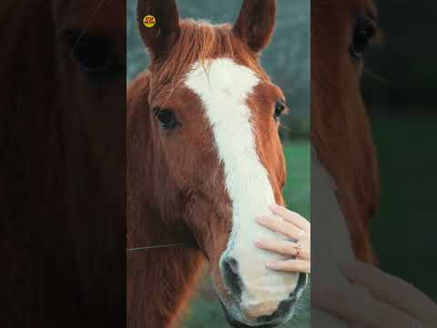 Why Horses 🐴 are Crying 🤔