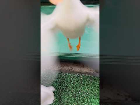 Our Pet Call Duck Jumped and Kicked the Owner.ピコちゃんのアヒキック！