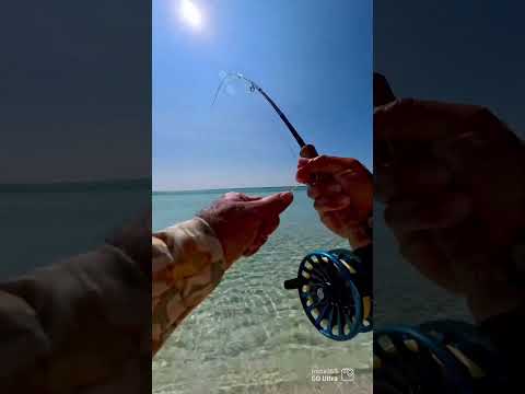 Mini beach GTs 😂 #flyfishing #insta360 #insta360goultra @insta360