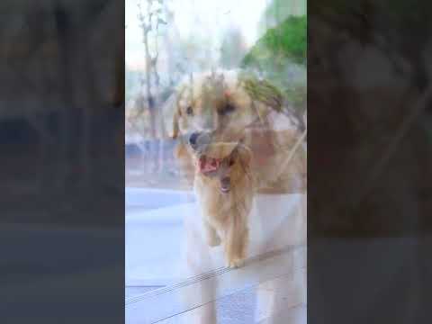 接上集：麻麻生病去医院，多多偷跑去医院、守侯了一天一夜 #dog #puppy #cute #shorts #vlog