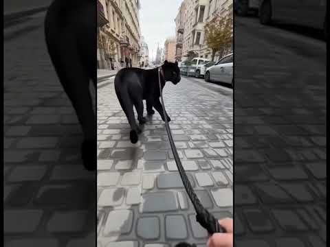Oh My God! A Panther Is Walking Through the City?! 🐆🏙️😱#animals #pantera#black#viral