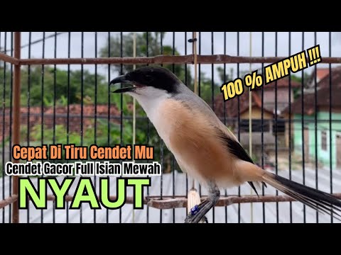 burung cendet gacor FULL ISIAN KASAR buat PANCINGAN CENDET AGAR BUNYI,, JADIKAN BURUNG PENTET GACOR