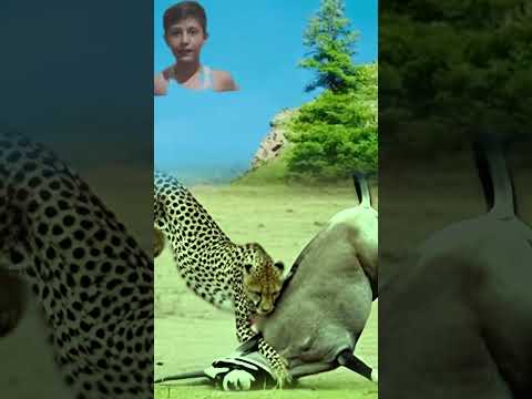Brown Deer Attacks Wild Tiger #wildlifeentertainment