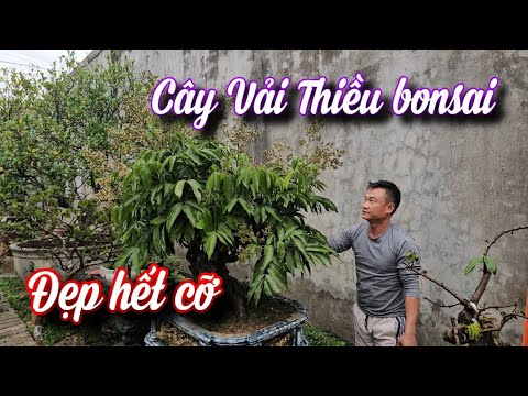 SH.10073. Cây Vải Thiều bonsai quá đẹp.