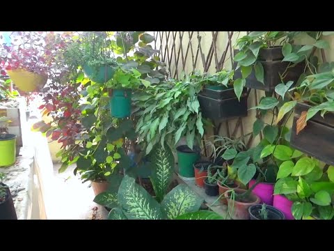 Garden ka Overview | Air Layering | lemon plant | chili plant