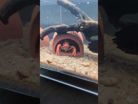 Temporary Tank for My Crayfish 🦞! #animal #fish #pets #aquarium