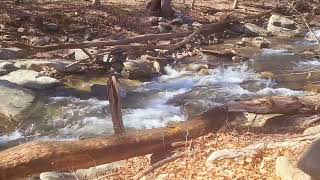 Little Hunting Creek within Cunningham Falls State Park