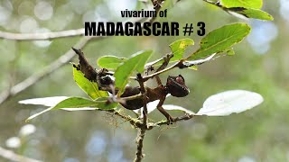 자연에 있는 사타닉을 발견했습니다! 마다가스카르 마지막! Satanic Leaftail Gecko Found in the Wild!  | Madagascar Trip