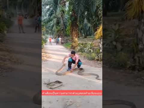 don't try.#indonesia #snake #india #nature #poison #cobra #snakelover #forest #งูจงอาง #snakehunter