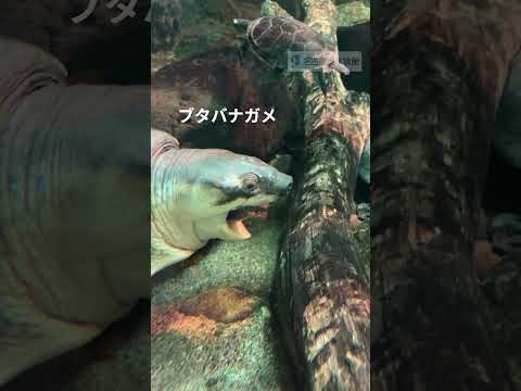 猫の動画サムネイル - カメたちのあくび