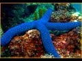 Marine Life Characteristics and Behaviors