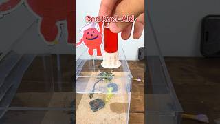 I GAVE my ANTS RED KOOL-AID