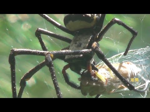 人面蜘蛛上網獵食紀錄 - YouTube(4分52秒)