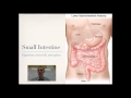 Digestive System Functions and Processes
