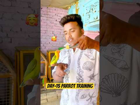 😇 Day-15 training baby 🦜 parrot // parrot training video // #birds #babyparrot #pets #shorts