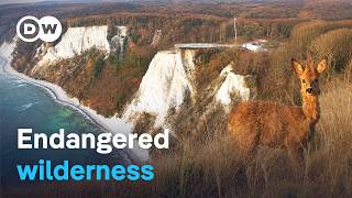 YouTube video thumbnail: Wild Rügen - Tourism vs. Nature Conservation
