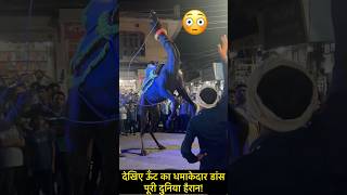 ऊँट का धमाकेदार डांस, पूरी दुनिया हैरान!” #cameldance