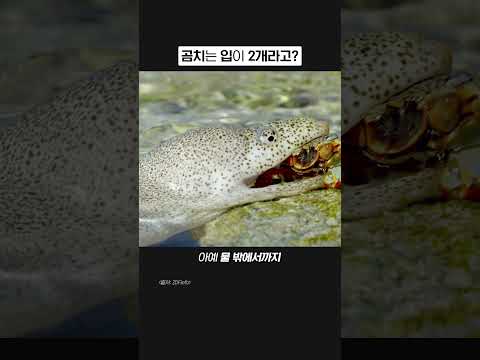 입이 2개인 <strong>생선</strong>?